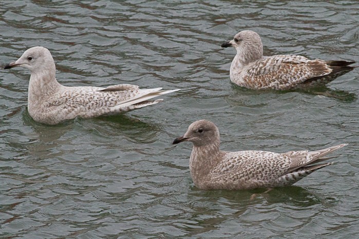 Kumlien's Gull
