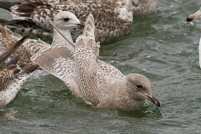 Kumlien's Gull