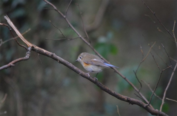 Red-flanked Bluetail