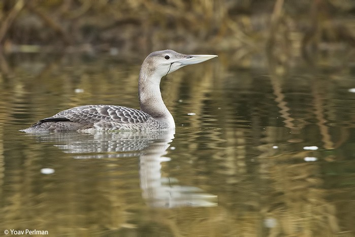 White-billed Diver