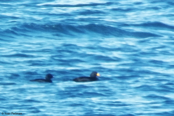 Black Scoter