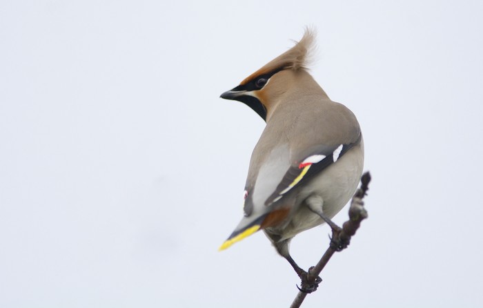 Waxwing