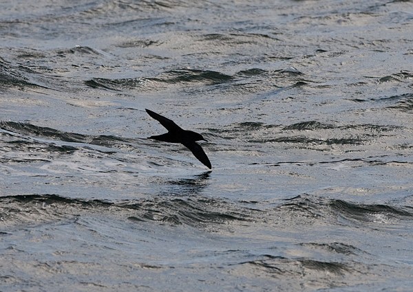 Sooty Shearwater