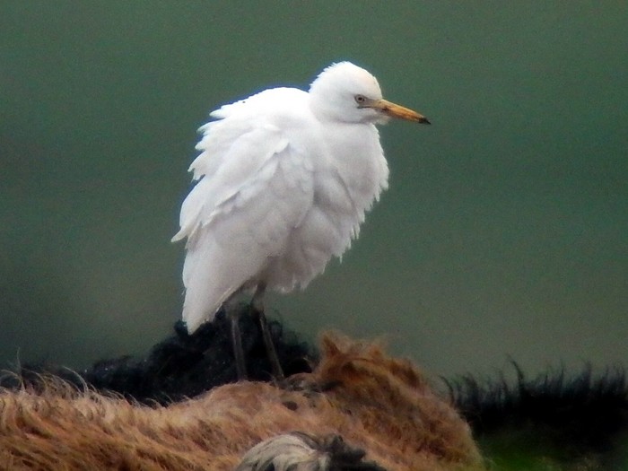 Cattle Egret