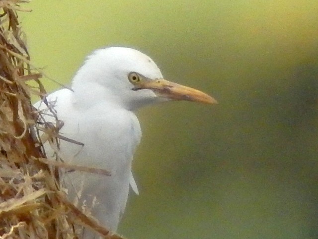 Cattle Egret