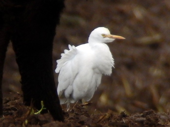 Cattle Egret