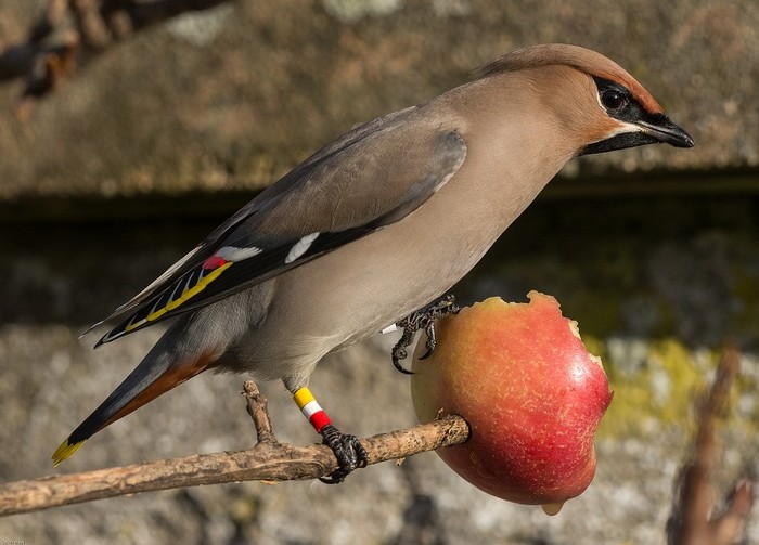 Waxwing
