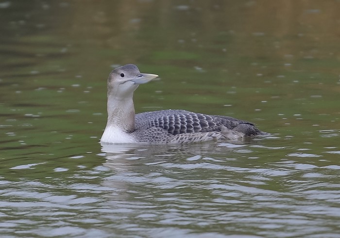 White-billed Diver