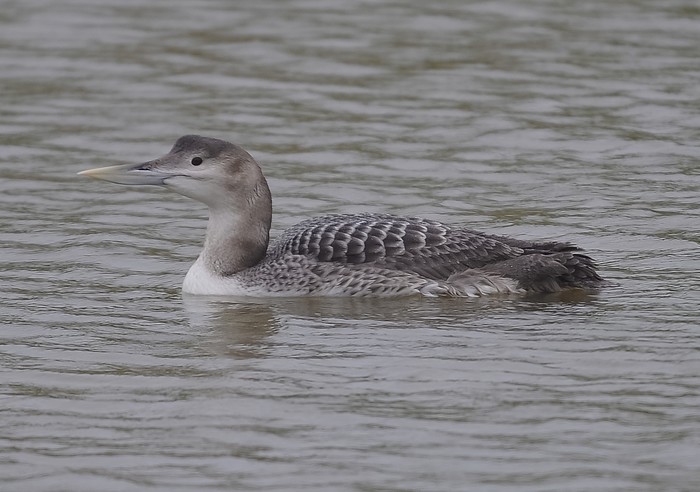 White-billed Diver