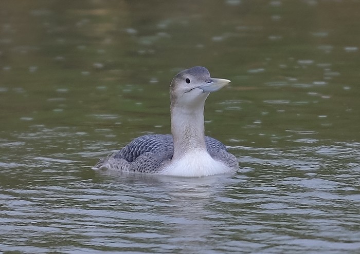 White-billed Diver