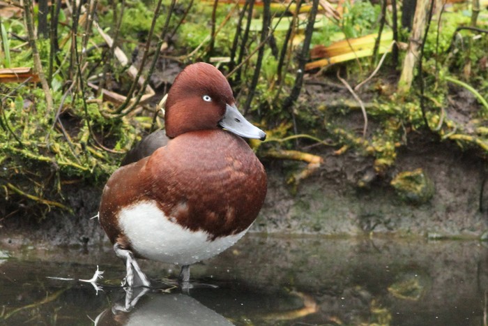 Ferruginous Duck
