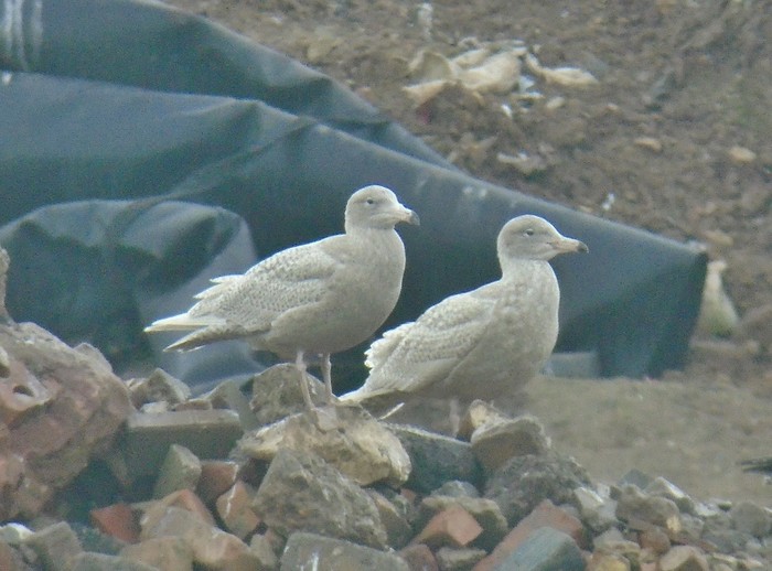 Glaucous Gull