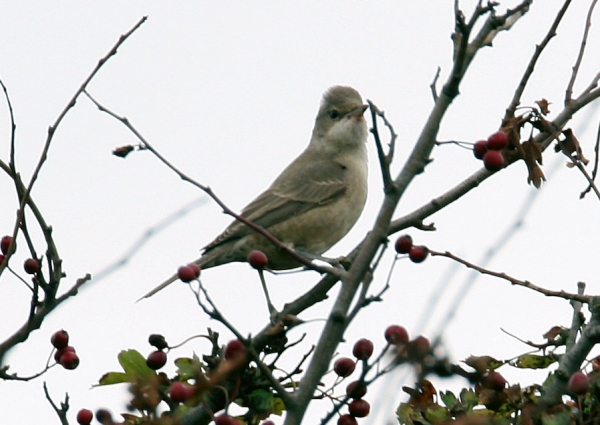 Barred Warbler