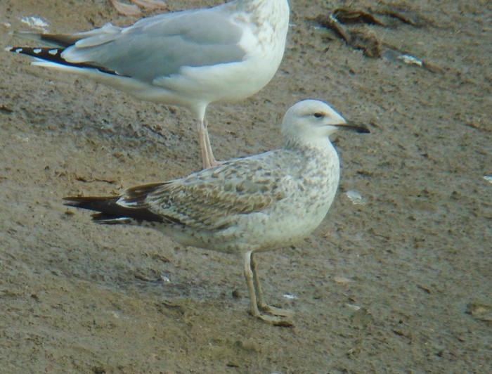 Caspian Gull