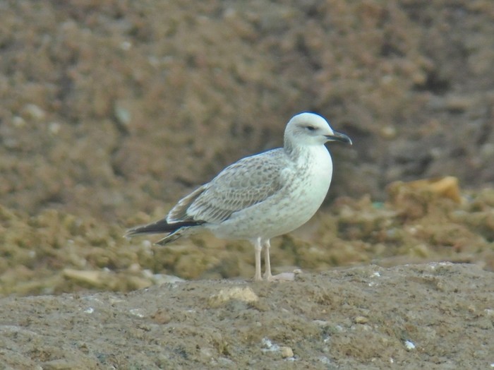 Caspian Gull