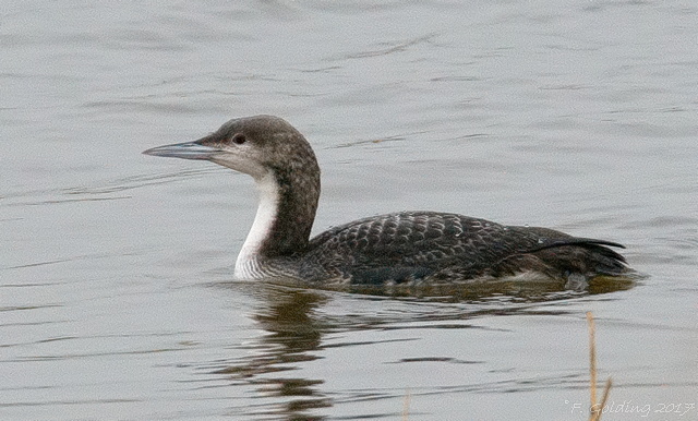 Pacific Diver