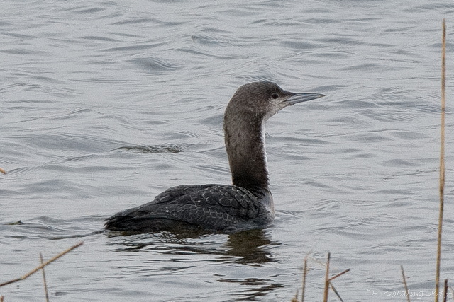 Pacific Diver