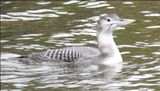 White-billed Diver