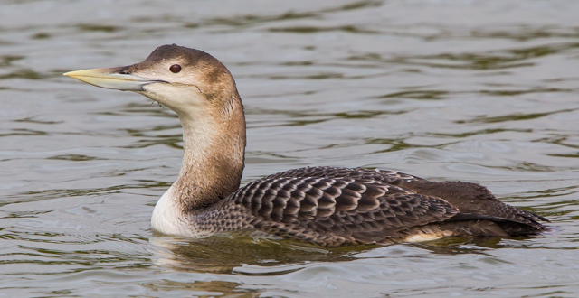 White-billed Diver