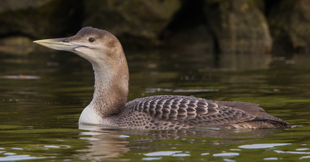 White-billed Diver