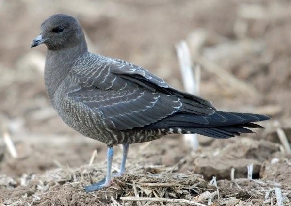 Long-tailed Skua