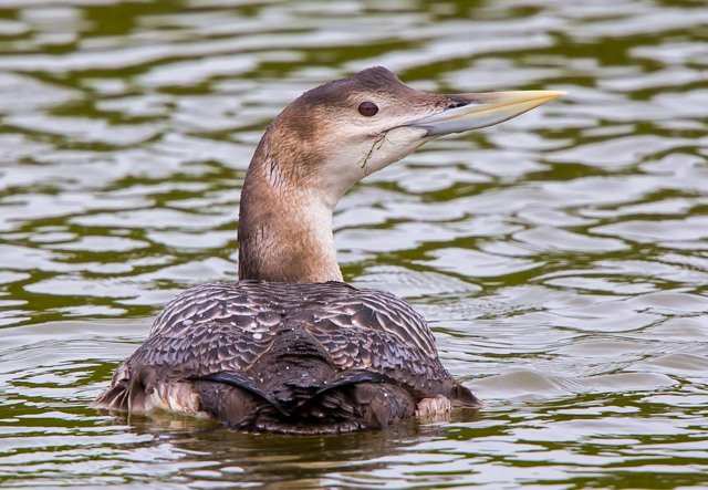 White-billed Diver