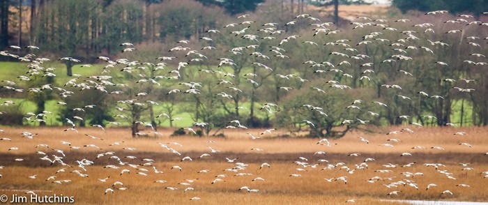 Avocet