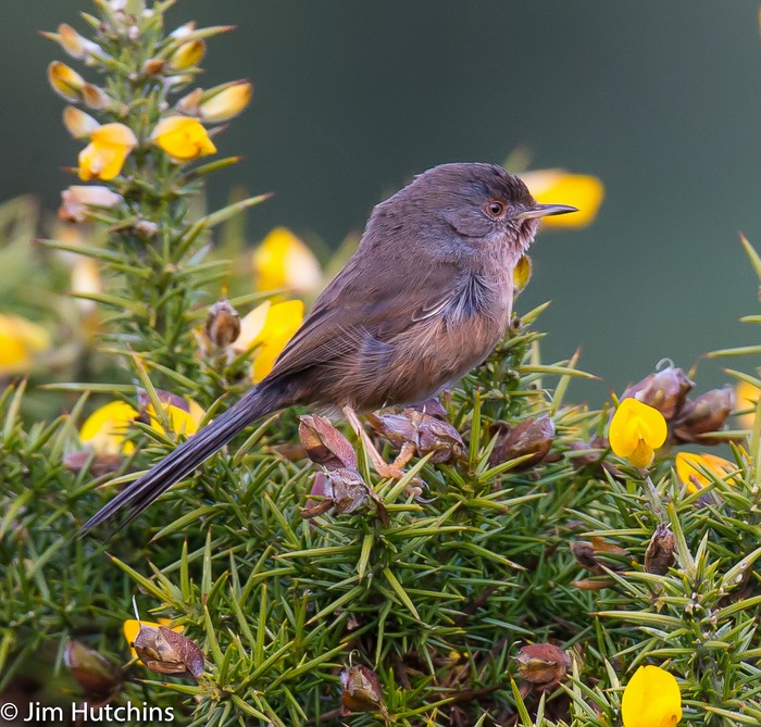 Dartford Warbler