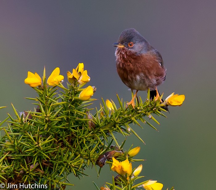 Dartford Warbler