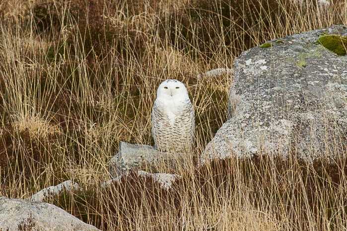 Snowy Owl