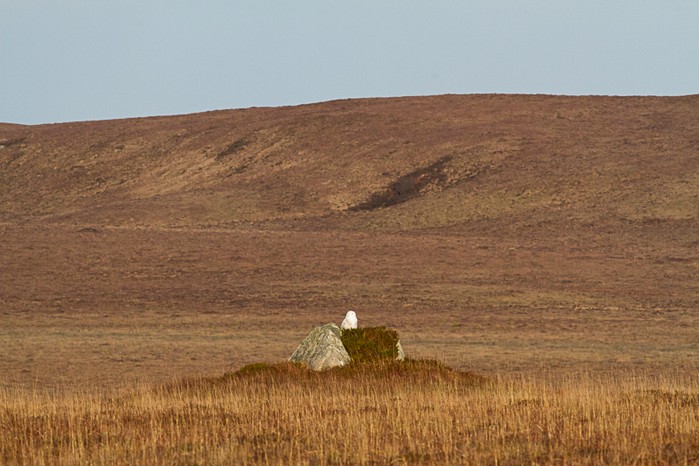 Snowy Owl