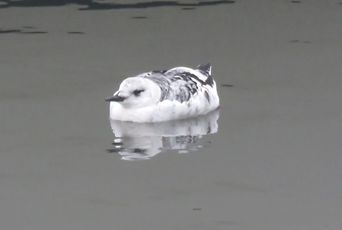 Black Guillemot