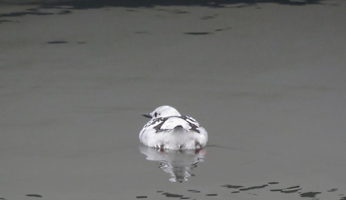 Black Guillemot