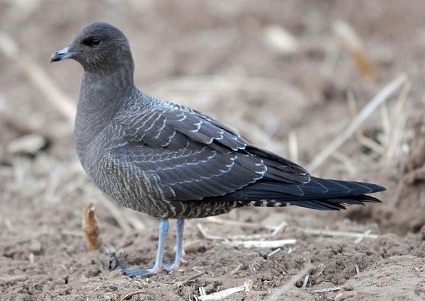 Long-tailed Skua