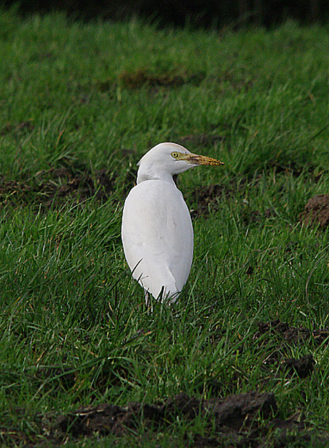 Cattle Egret