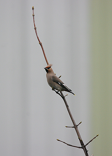 Waxwing