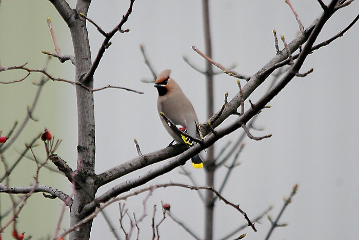 Waxwing