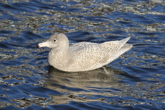 Glaucous Gull