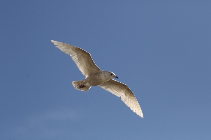 Iceland Gull