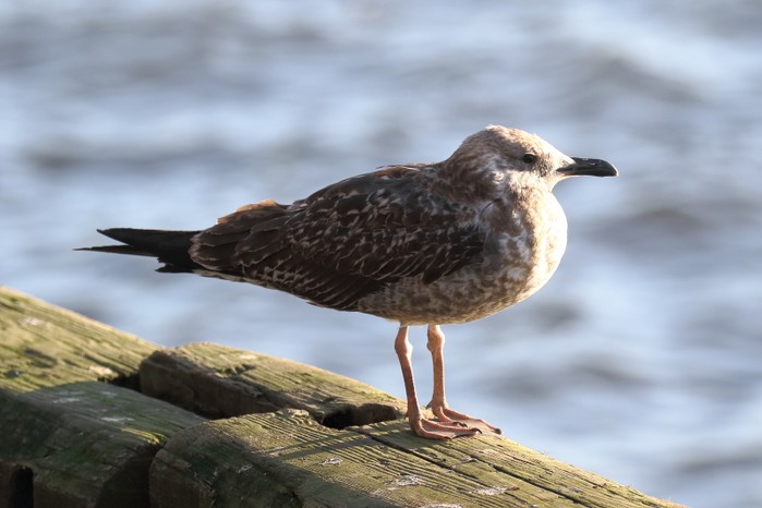 Lesser Black-backed Gull
