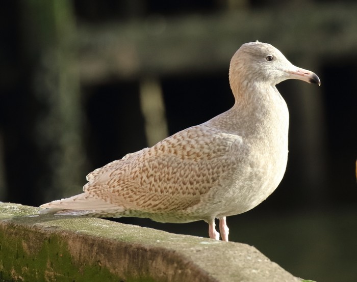 Glaucous Gull