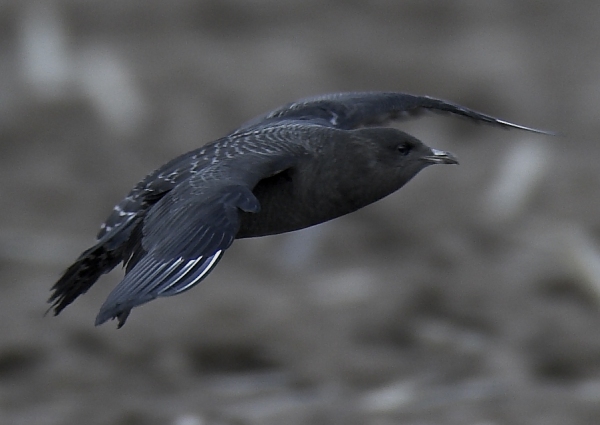 Long-tailed Skua