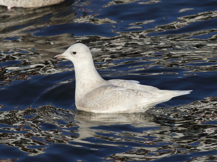 Iceland Gull
