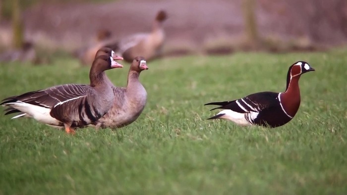 Red-breasted Goose