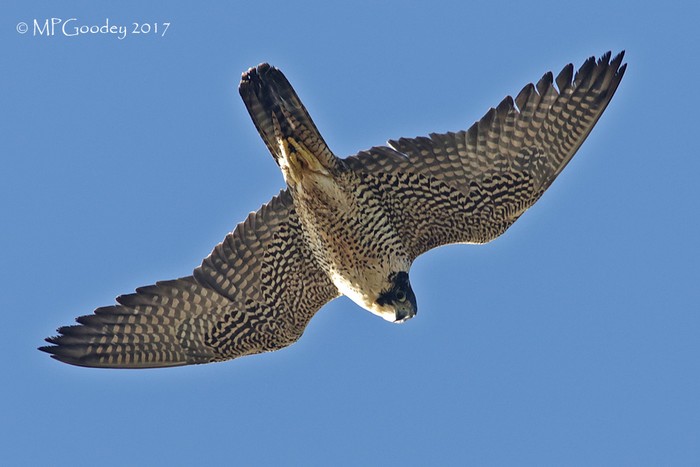 Peregrine