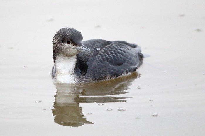 Pacific Diver
