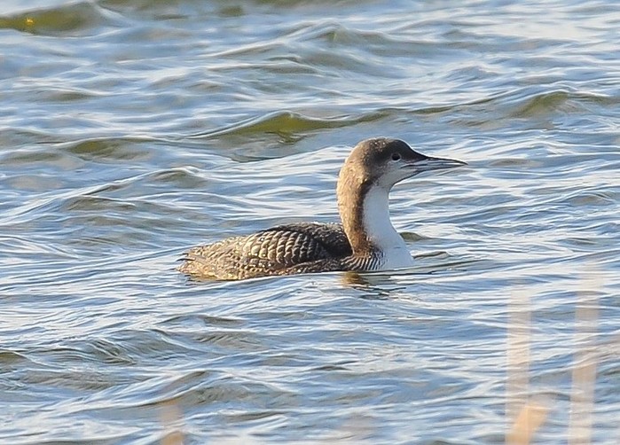 Pacific Diver