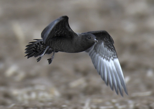 Long-tailed Skua