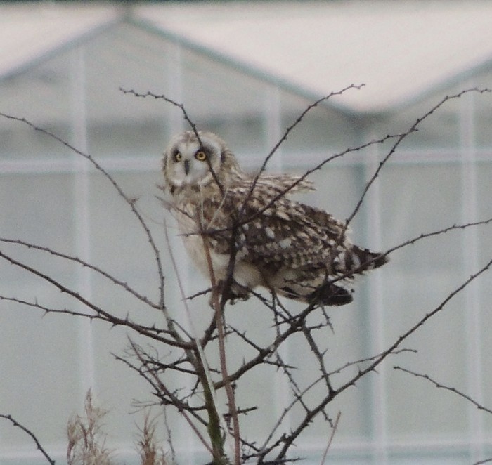 Short-eared Owl