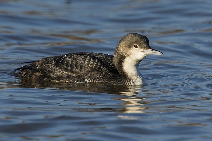 Pacific Diver